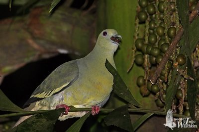 Female Pink-necked Green Pigeon