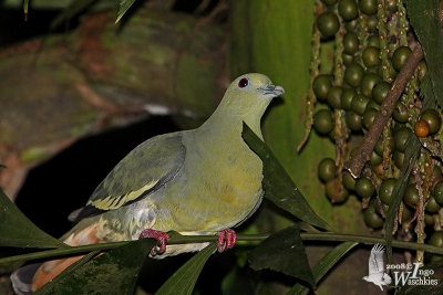 Female Pink-necked Green Pigeon