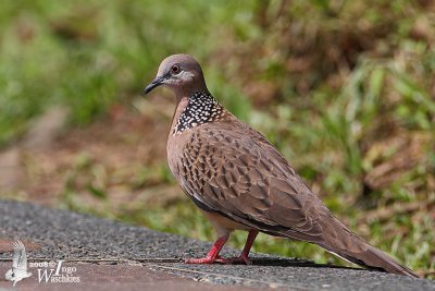 Adult Spotted Dove