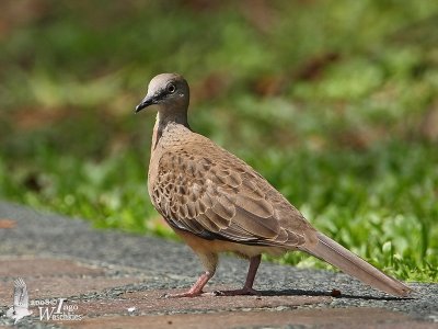 Juvenile Spotted Dove