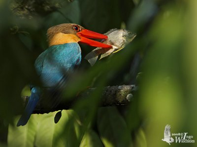 Adult Stork-billed Kingfisher