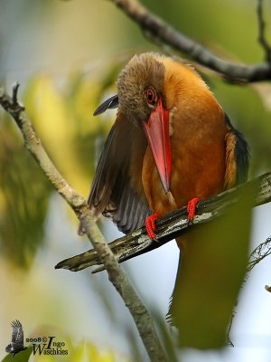 Adult Stork-billed Kingfisher