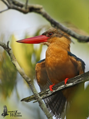 Adult Stork-billed Kingfisher