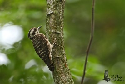 Sunda Pygmy Woodpecker (ssp. moluccensis)