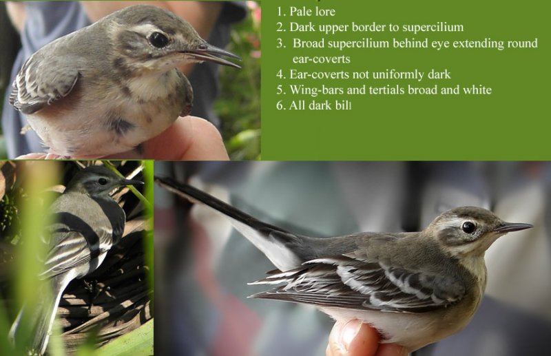 Citrine Wagtail (Motacilla citreola)