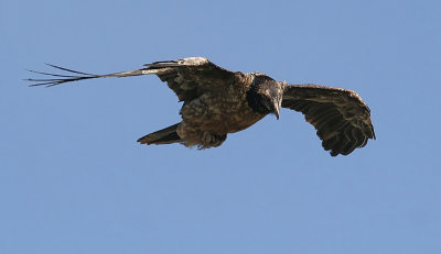 Lammergeier, Bearded Vulture (Gypaetus barbatus)