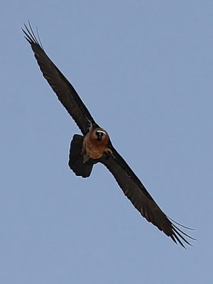 Lammergeier, Bearded Vulture (Gypaetus barbatus)