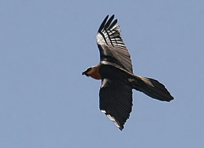 Lammergeier, Bearded Vulture (Gypaetus barbatus)