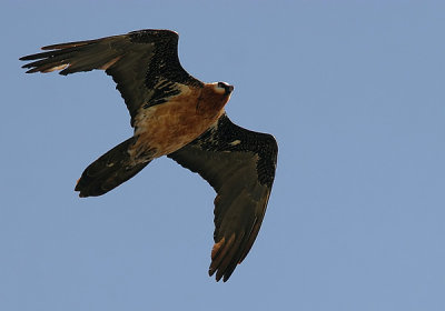 Lammergeier, Bearded Vulture (Gypaetus barbatus)