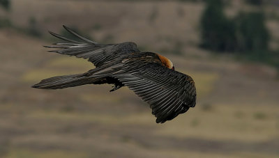 Lammergeier, Bearded Vulture (Gypaetus barbatus)