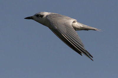 Gull-billed Tern (Sandtrna)