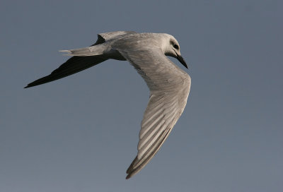 Gull-billed Tern (Sandtrna)
