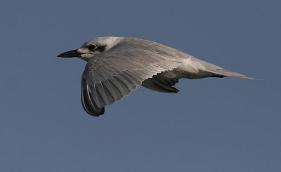 Gull-billed Tern (Sandtrna)