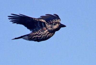 Spotted Nutcracker (Nucifraga caryocatactes)