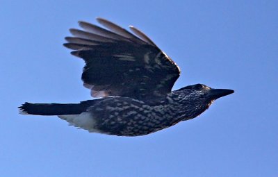 Spotted Nutcracker (Nucifraga caryocatactes)