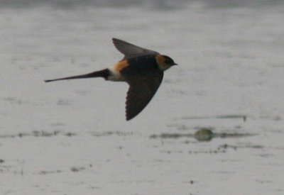 Red-rumped Swallow (Rostgumpsvala)