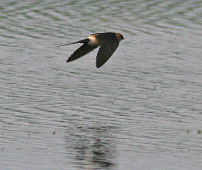 Red-rumped Swallow (Rostgumpsvala), Hasslarp 2006