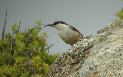 Western Rock Nuthatch, Sitta neumayer  KLIPPNTVCKA