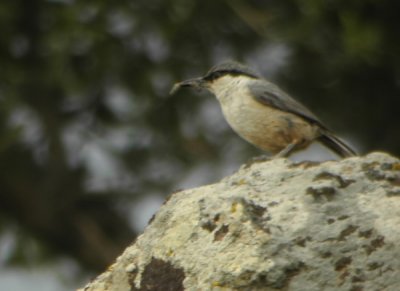 Western Rock Nuthatch, Sitta neumayer  KLIPPNTVCKA