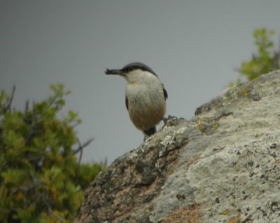 Western Rock Nuthatch, Sitta neumayer  KLIPPNTVCKA