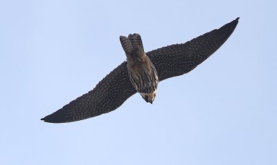 Eurasian Hobby (Falco subbuteo), Lrkfalk