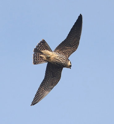 Eurasian Hobby (Falco subbuteo), Lrkfalk