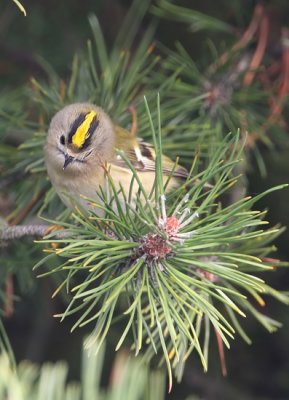 Goldcrest (Regulus regulus)