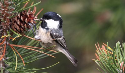 Coal Tit (Parus ater)