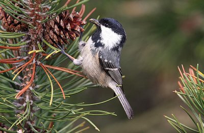 Coal Tit (Parus ater)