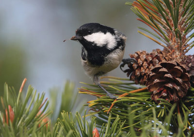 Coal Tit (Parus ater)