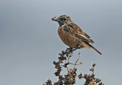 Common Stonechat (Svarthakad buskskvtta)