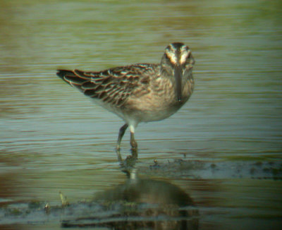 Broad-billed Sandpiper (Myrsnppa)