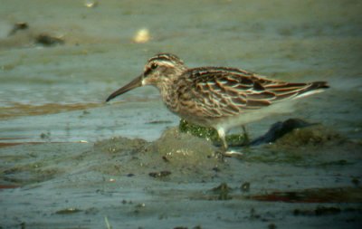 Broad-billed Sandpiper (Myrsnppa)