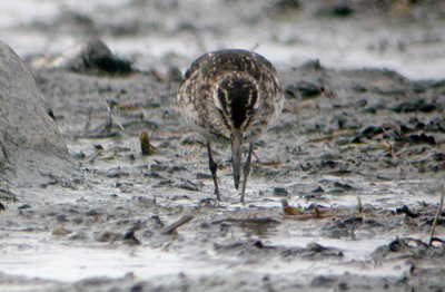 Broad-billed Sandpiper (Myrsnppa)