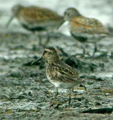 Broad-billed Sandpiper (Myrsnppa)