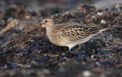 Pectoral Sandpiper (Calidris melanotos)