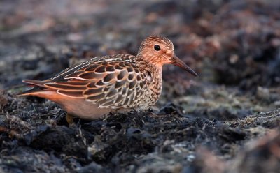 Pectoral Sandpiper (Calidris melanotos)