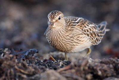 Pectoral Sandpiper (Calidris melanotos)