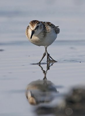 Little Stint (Calidris minuta)