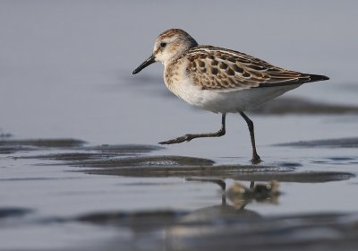 Little Stint (Calidris minuta)