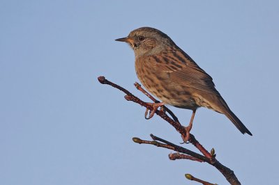 Dunnock (Prunella modularis), Jrnsparv