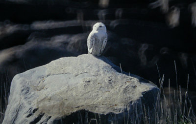 Snowy Owl (Fjlluggla)