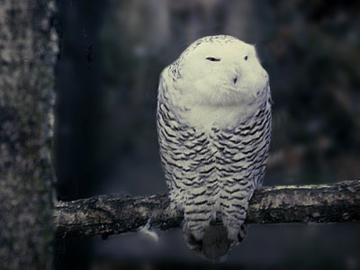 Snowy Owl (Fjlluggla)