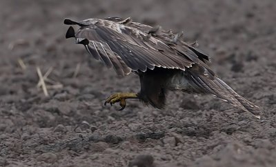Common Buzzard (Ormvrk)