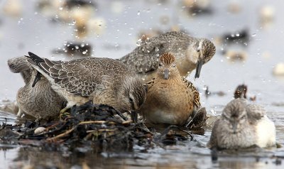 Crowdy bath, Red Knots and Ruff