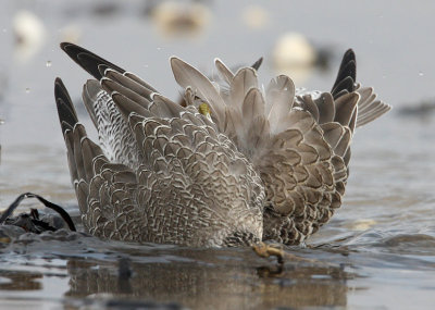 Crowdy bath, Red Knots