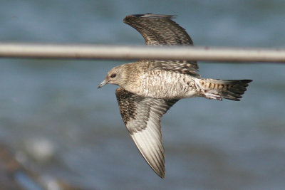 Parasitic Jaeger (Stercorarius parasiticus), Kustlabb