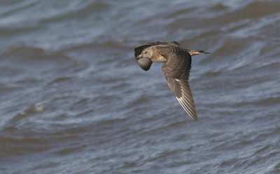 Parasitic Jaeger (Stercorarius parasiticus), Kustlabb