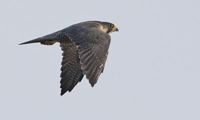 Peregrine falcon  (Falco peregrinus), Pilgrimsfalk