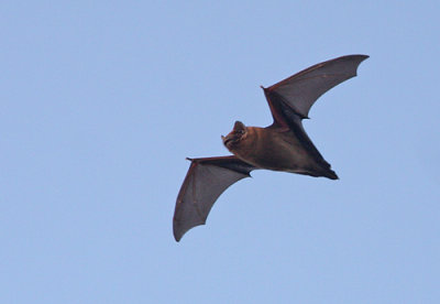 Common Noctule (Nyctalus noctula), Stor fladdermus